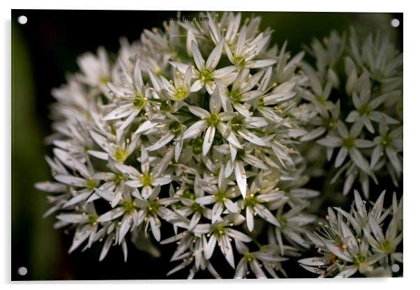 English Wild Flowers - Wild Garlic Acrylic by Jim Jones