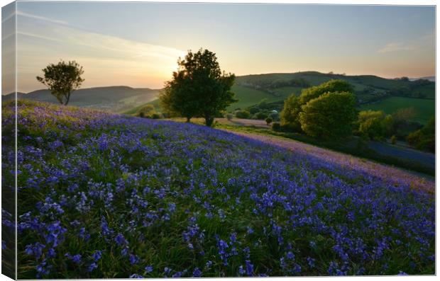 Bluebells at Eype Down Canvas Print by David Neighbour