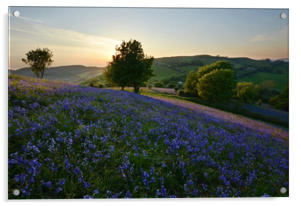 Bluebells at Eype Down Acrylic by David Neighbour