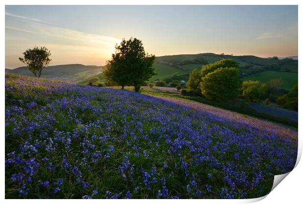 Bluebells at Eype Down Print by David Neighbour