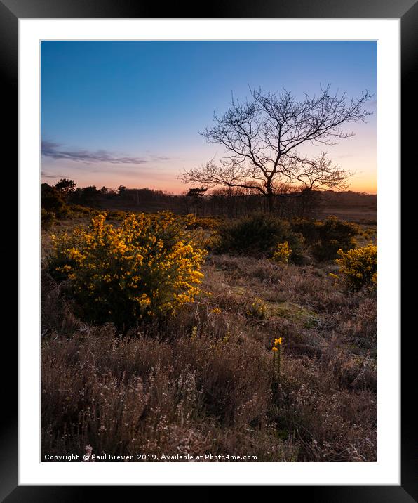 Tree in Isolation at Sunset Framed Mounted Print by Paul Brewer