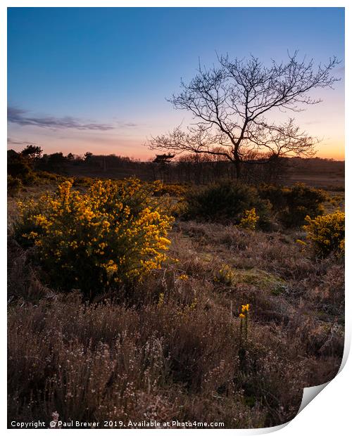 Tree in Isolation at Sunset Print by Paul Brewer