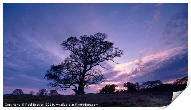 Purple Skies Print by Paul Brewer