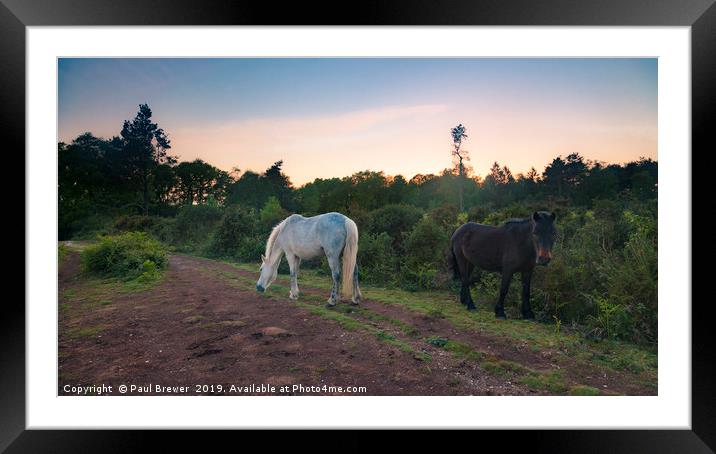 Ponnies on Eggardon Heath  Framed Mounted Print by Paul Brewer