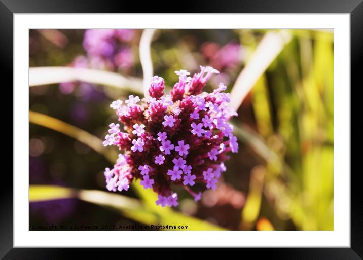 Blossoming Vervain flower Framed Mounted Print by Holly Pearce