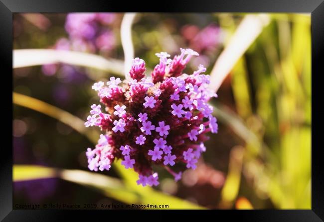 Blossoming Vervain flower Framed Print by Holly Pearce