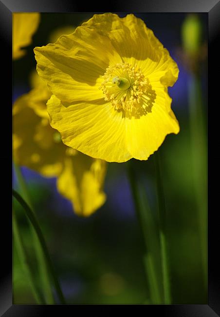 summer colours Framed Print by Dawn Cox