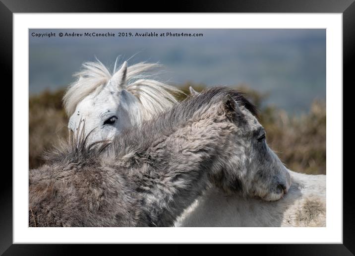 Welsh mountain ponies Framed Mounted Print by Andrew McConochie