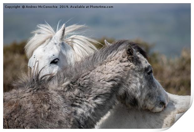 Welsh mountain ponies Print by Andrew McConochie