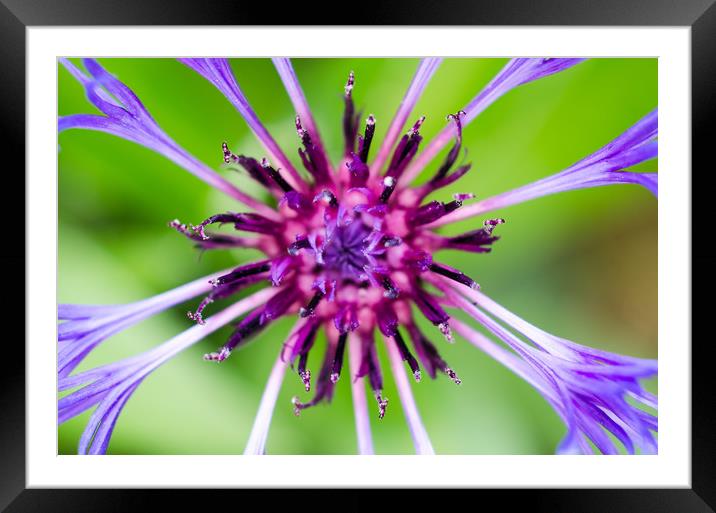 Purple Beauty Framed Mounted Print by Mike C.S.