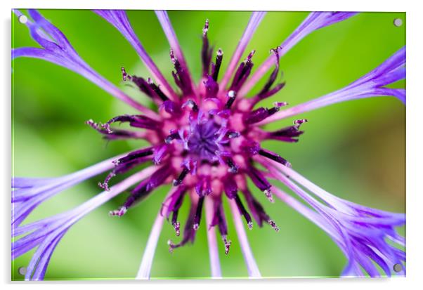 Purple Beauty Acrylic by Mike C.S.
