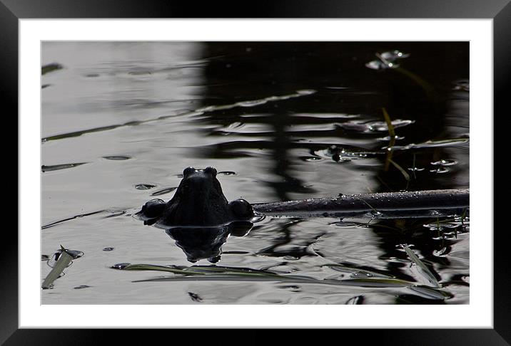 Frog Framed Mounted Print by Dawn O'Connor