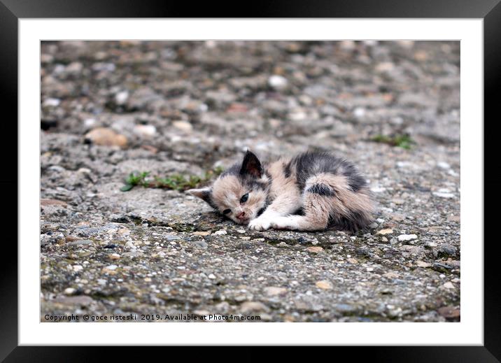 abandoned kitten lying on the ground  Framed Mounted Print by goce risteski