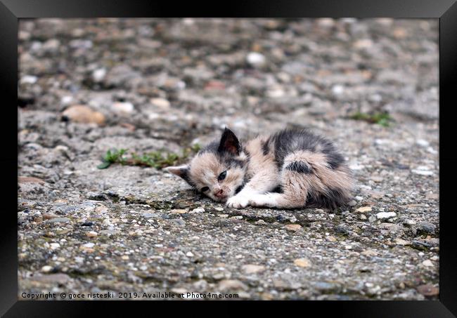 abandoned kitten lying on the ground  Framed Print by goce risteski