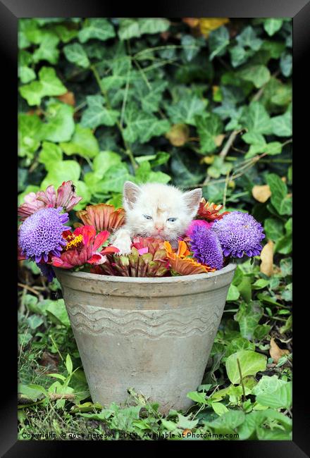 cute kitten in a vase with flowers  Framed Print by goce risteski