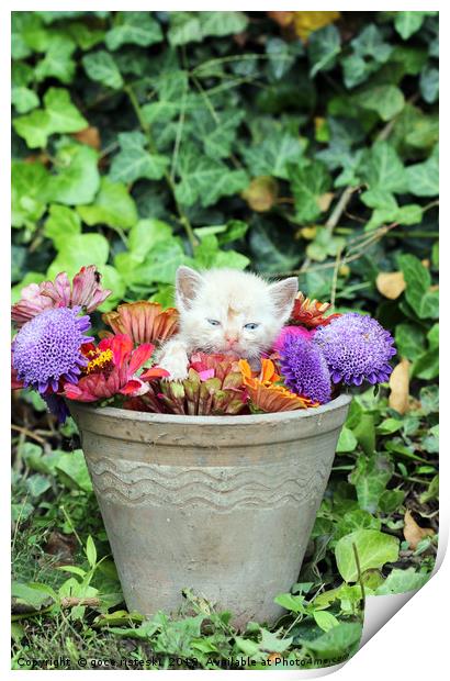 cute kitten in a vase with flowers  Print by goce risteski