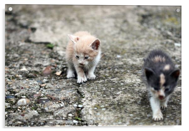 two abandoned kittens  Acrylic by goce risteski