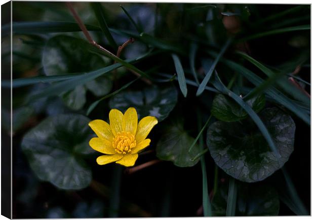 Wild Flower, Lesser Celandine - ranunculus ficaria Canvas Print by Dawn O'Connor