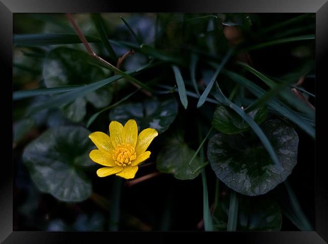 Wild Flower, Lesser Celandine - ranunculus ficaria Framed Print by Dawn O'Connor