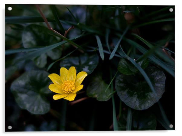 Wild Flower, Lesser Celandine - ranunculus ficaria Acrylic by Dawn O'Connor