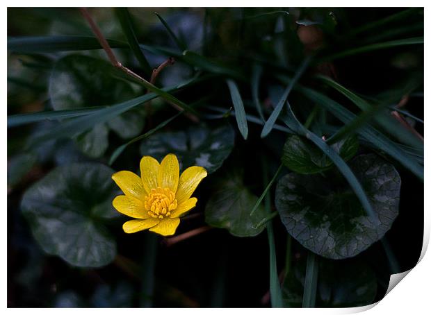 Wild Flower, Lesser Celandine - ranunculus ficaria Print by Dawn O'Connor