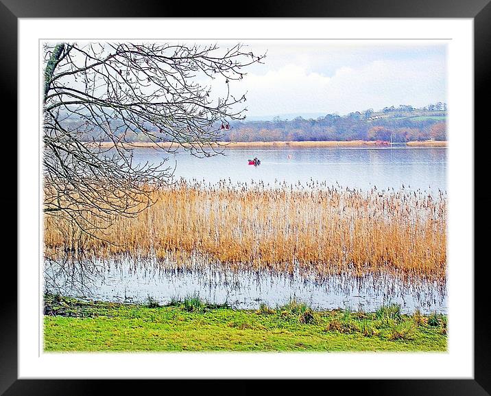 Llangorse Lake(Llyn Syfaddon). Framed Mounted Print by paulette hurley