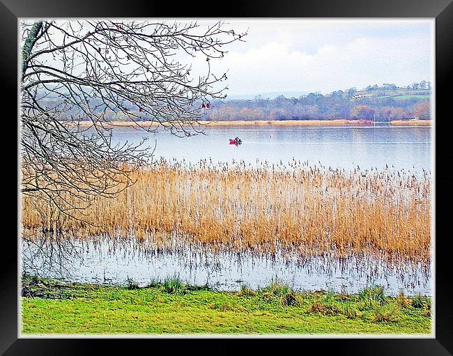 Llangorse Lake(Llyn Syfaddon). Framed Print by paulette hurley