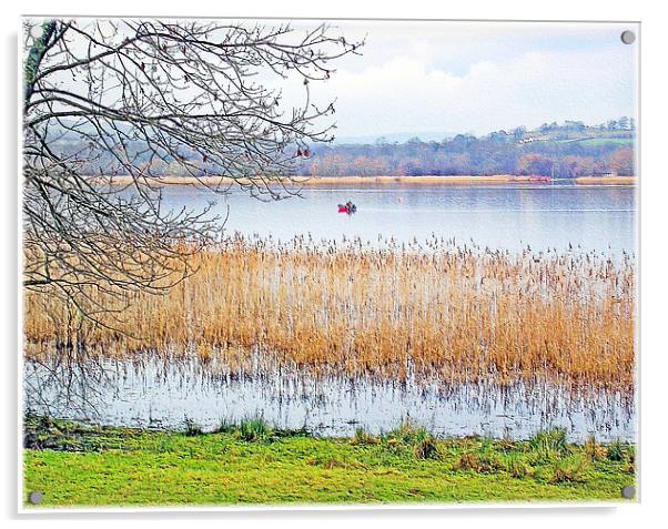 Llangorse Lake(Llyn Syfaddon). Acrylic by paulette hurley