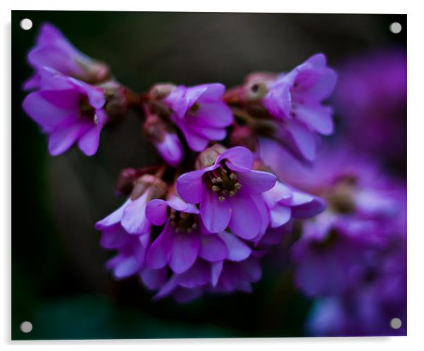 Purple Flower Acrylic by Dawn O'Connor