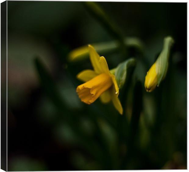 Narcissus asturiensis Canvas Print by Dawn O'Connor