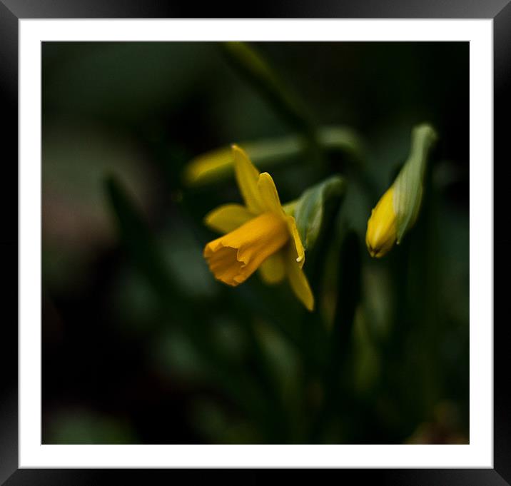 Narcissus asturiensis Framed Mounted Print by Dawn O'Connor