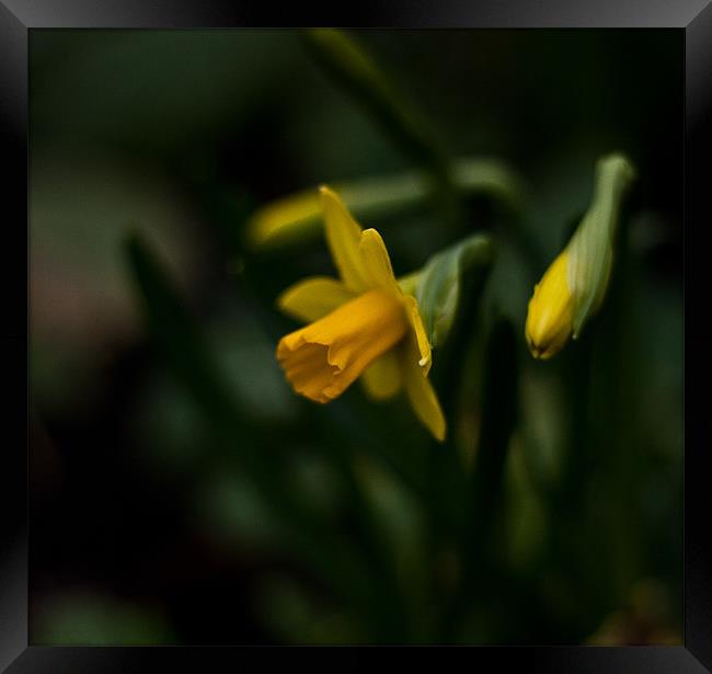 Narcissus asturiensis Framed Print by Dawn O'Connor