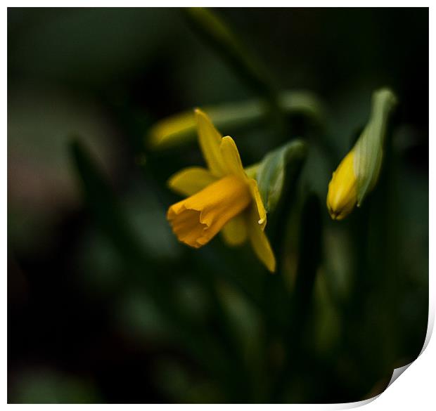 Narcissus asturiensis Print by Dawn O'Connor