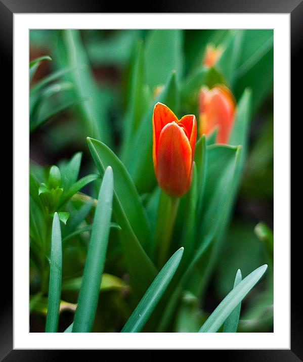 Tulip Framed Mounted Print by Dawn O'Connor