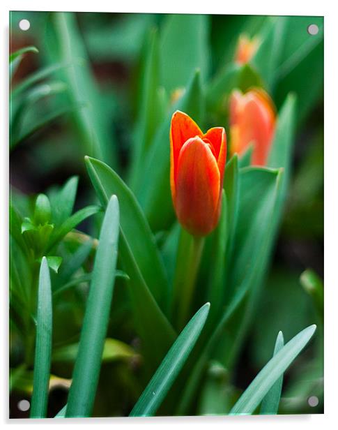 Tulip Acrylic by Dawn O'Connor