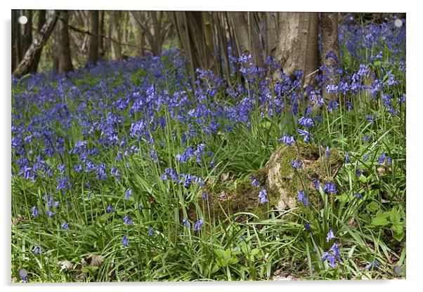 Bluebells Acrylic by Dave Turner