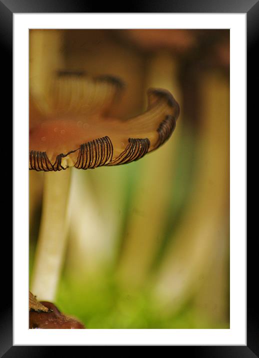 toadstools Framed Mounted Print by Dawn Cox