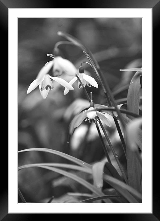 wild snowdrops Framed Mounted Print by Dawn Cox