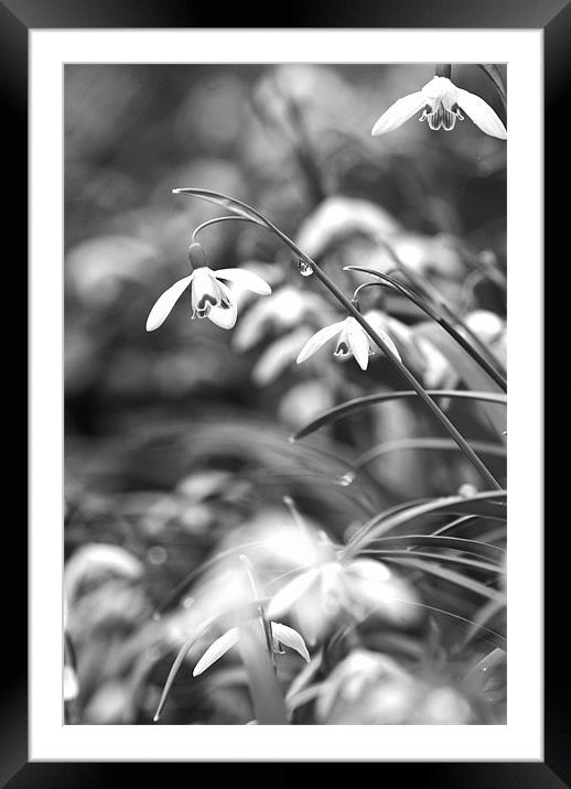 snowdrops Framed Mounted Print by Dawn Cox