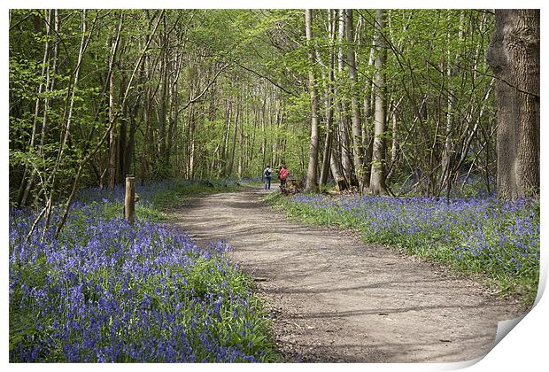 A Walk in the Bluebell Woods Print by Dave Turner