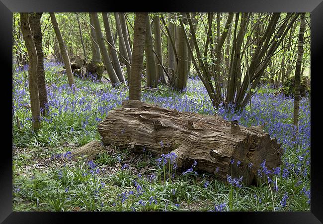 Bluebell Wood Framed Print by Dave Turner