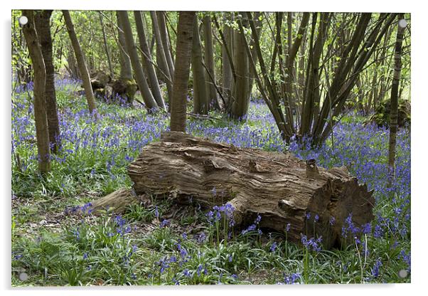 Bluebell Wood Acrylic by Dave Turner