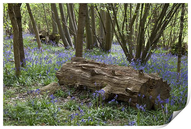 Bluebell Wood Print by Dave Turner
