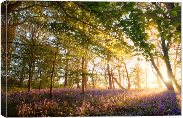 Sunrise in bluebell forest woodland Canvas Print by Simon Bratt LRPS