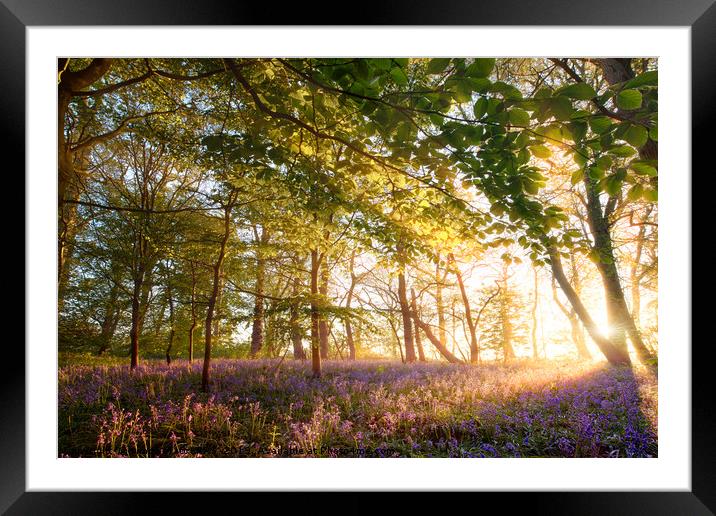 Sunrise in bluebell forest woodland Framed Mounted Print by Simon Bratt LRPS