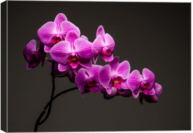 Purple Orchid Still Life Canvas Print by Mike C.S.