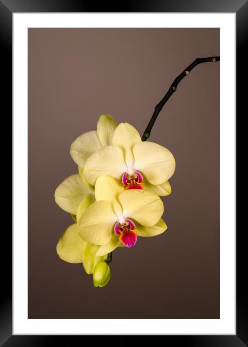 Yellow Orchid Still Life  Framed Mounted Print by Mike C.S.