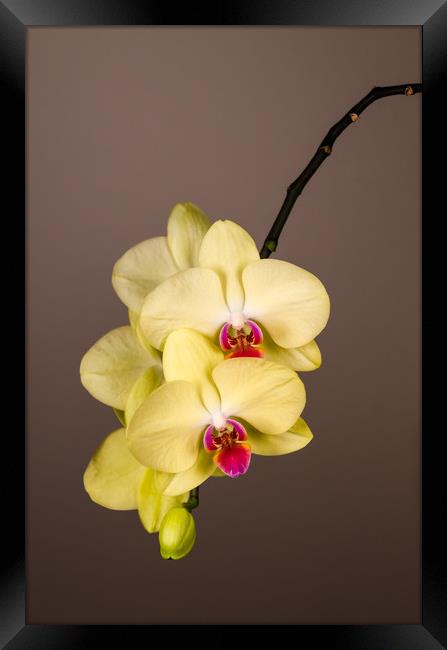 Yellow Orchid Still Life  Framed Print by Mike C.S.