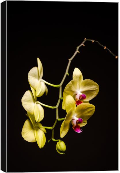Yellow Orchid Still Life Canvas Print by Mike C.S.