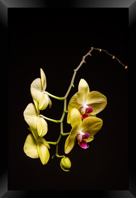 Yellow Orchid Still Life Framed Print by Mike C.S.